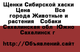 Щенки Сибирской хаски › Цена ­ 18 000 - Все города Животные и растения » Собаки   . Сахалинская обл.,Южно-Сахалинск г.